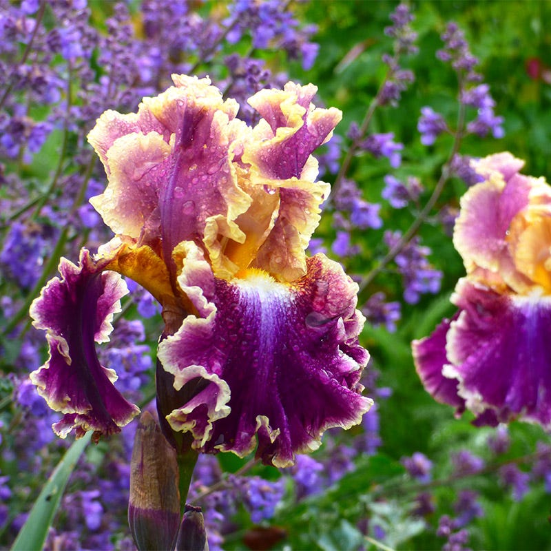 Perennials On Sale