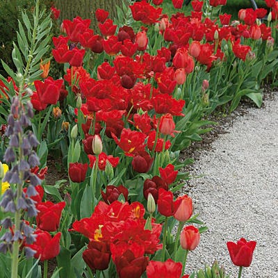 Fall-Planted Bulbs On Sale