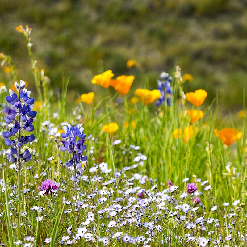 Wildflower Seeds On Sale