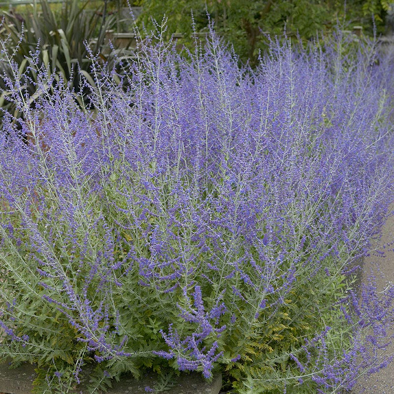 Perennials and Bulbs On Sale